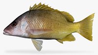 Amarillo Snapper