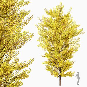Maidenhair Tree Ginkgo Biloba Fall Gardens