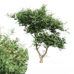 Acacia tree East africa tree 3D model