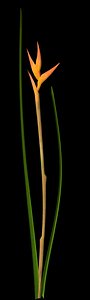 Heliconia.max