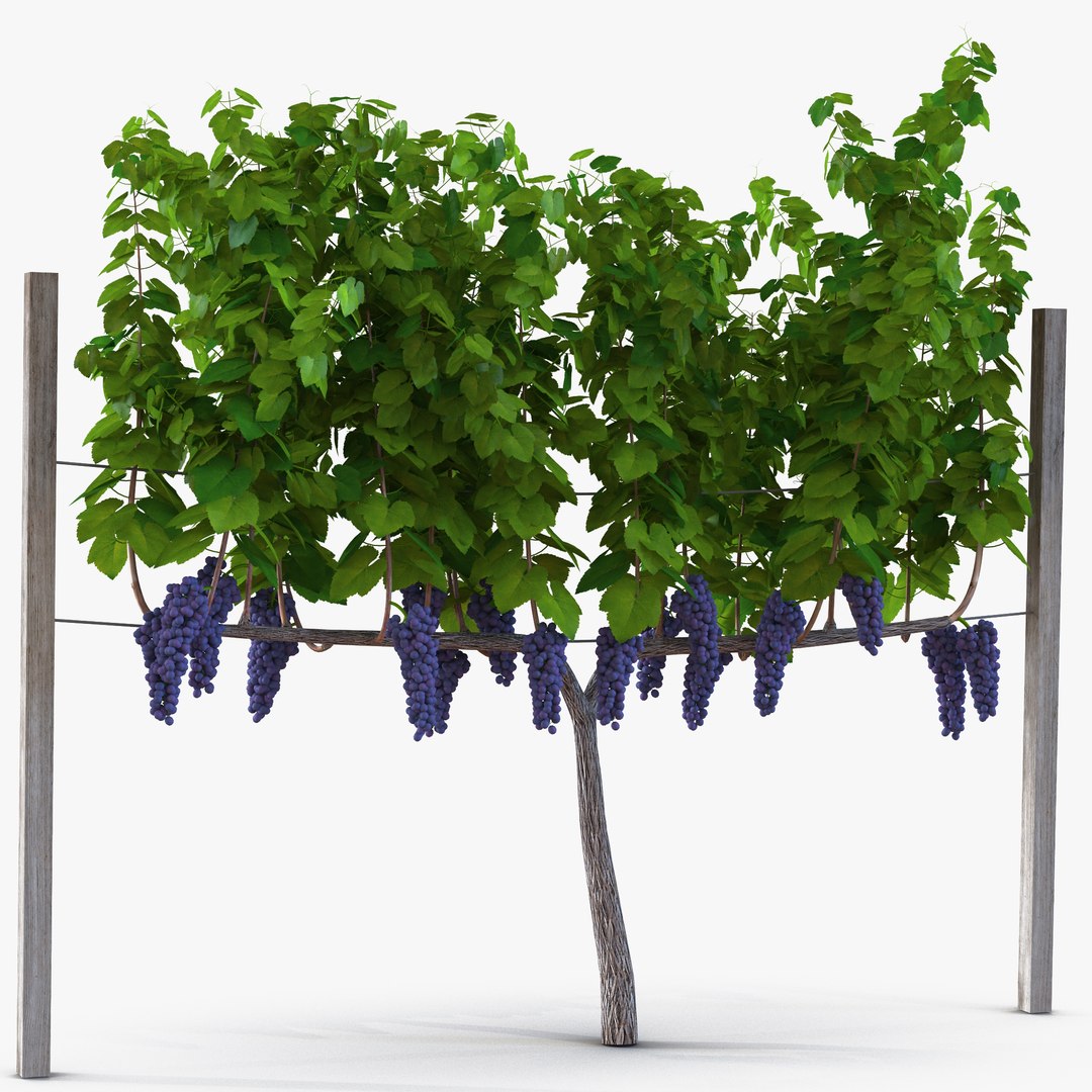 Vineyard with Red Grapes 3D model preview