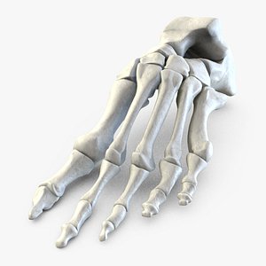 human bone foot 3d model