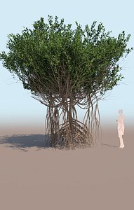 3D mangrove tree rhizophora mangle