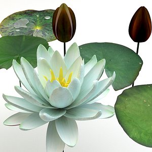 3d model plants flower