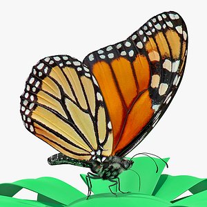 monarch butterfly sits flower model