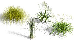3D Photorealistic Ornamental Grass Pack