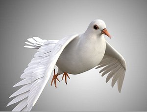 Realistic Rigged High Detailed Low Poly Dove