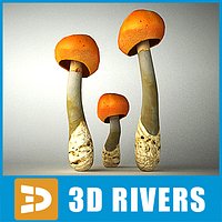 Caesars amanita by 3DRivers
