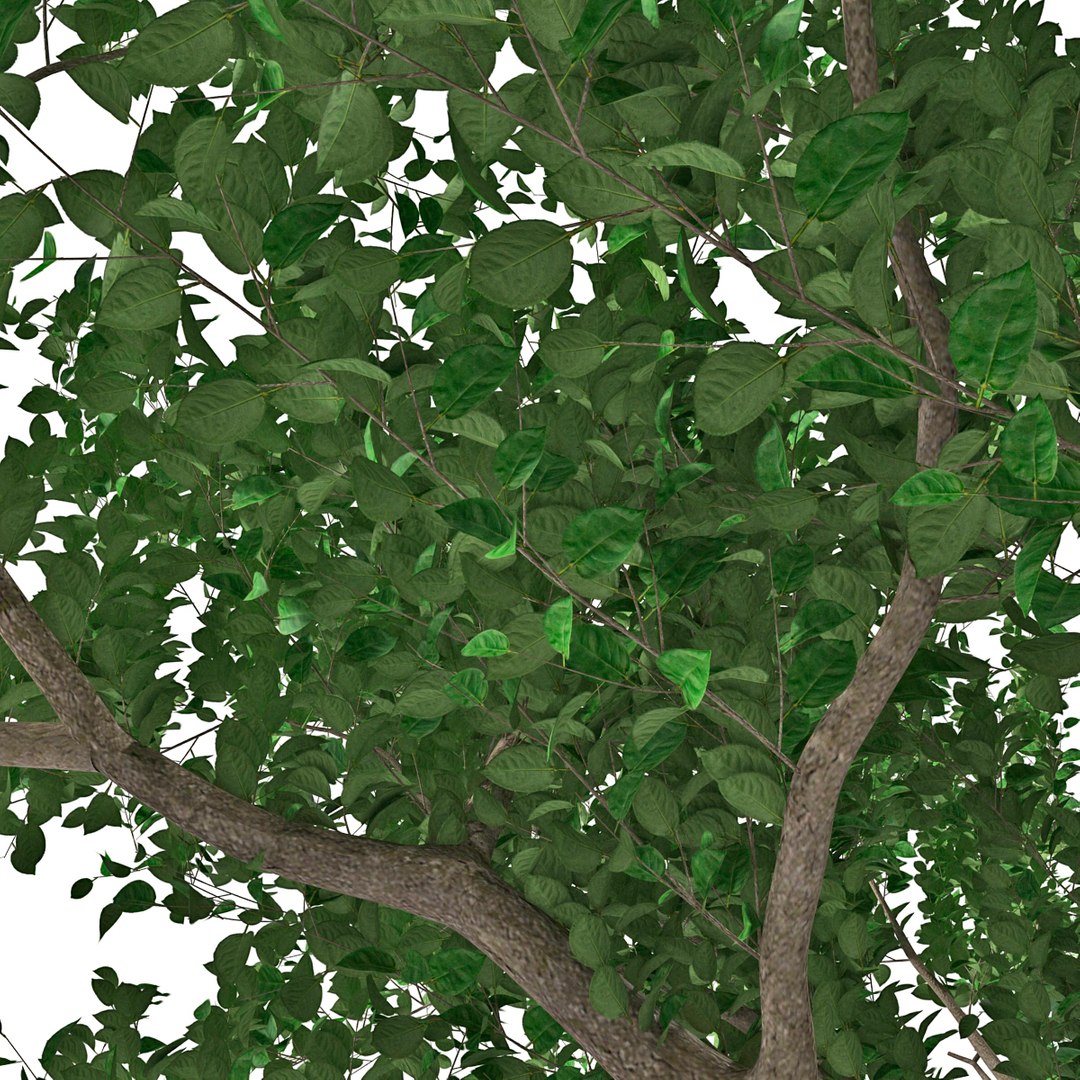 apple tree 2 3d model https://p.turbosquid.com/ts-thumb/mc/GKR1HG/3GLPnFpZ/appletree2_9/jpg/1393377088/1920x1080/fit_q87/809f7e485c9bc96d51af020b802a7ce0f82ddf4f/appletree2_9.jpg