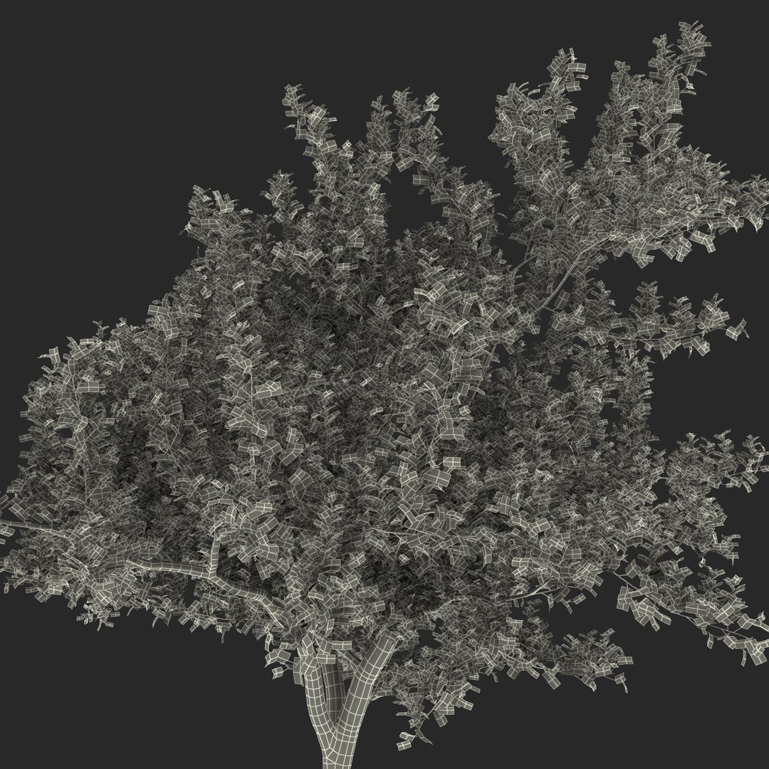 apple tree 2 3d model https://p.turbosquid.com/ts-thumb/mc/GKR1HG/47RbBczo/appletree2_164/jpg/1393377644/1920x1080/fit_q87/7a93c166d876992feb84afbe7d0fc902d07bddf6/appletree2_164.jpg