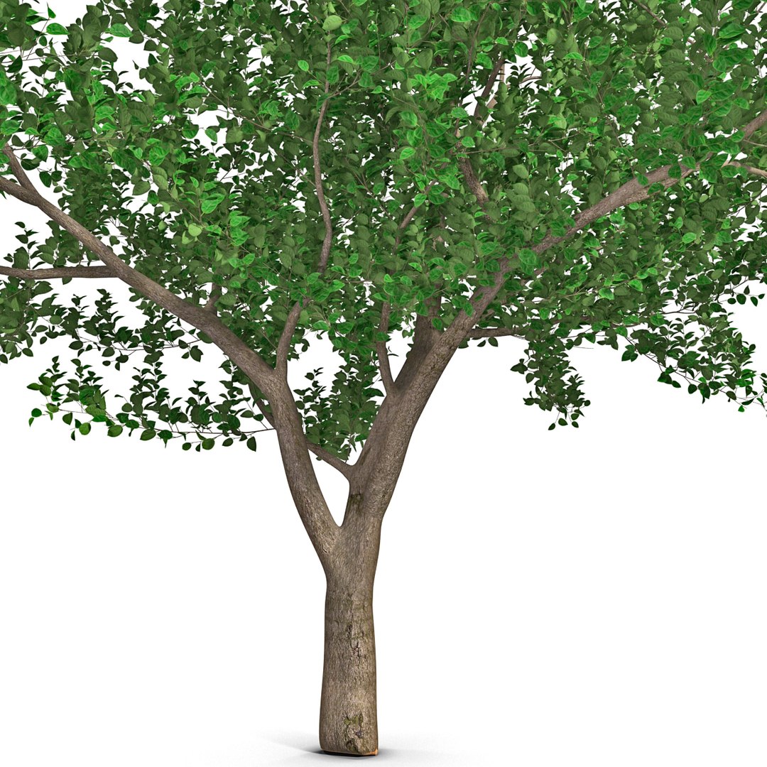 apple tree 2 3d model https://p.turbosquid.com/ts-thumb/mc/GKR1HG/5OCgZlHN/appletree2_6/jpg/1393377076/1920x1080/fit_q87/2a0f46bba9e989f10b02e97a0736eb726b9a2cca/appletree2_6.jpg