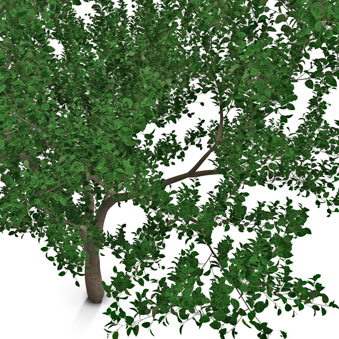 apple tree 2 3d model https://p.turbosquid.com/ts-thumb/mc/GKR1HG/UK6Wa7r4/appletree2_12/jpg/1393377102/1920x1080/fit_q87/9df6cd69e390fe2d9408c6fdd2b0eb51b7b017cd/appletree2_12.jpg
