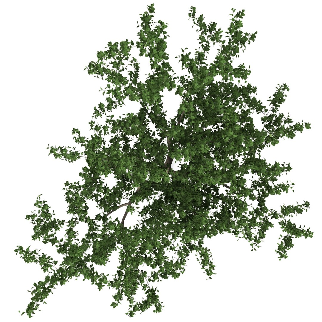 apple tree 2 3d model https://p.turbosquid.com/ts-thumb/mc/GKR1HG/Vyjy7MoY/appletree2_3/jpg/1393377065/1920x1080/fit_q87/c1d904e13f656110f8b6ffdcee2bfefa220912a5/appletree2_3.jpg
