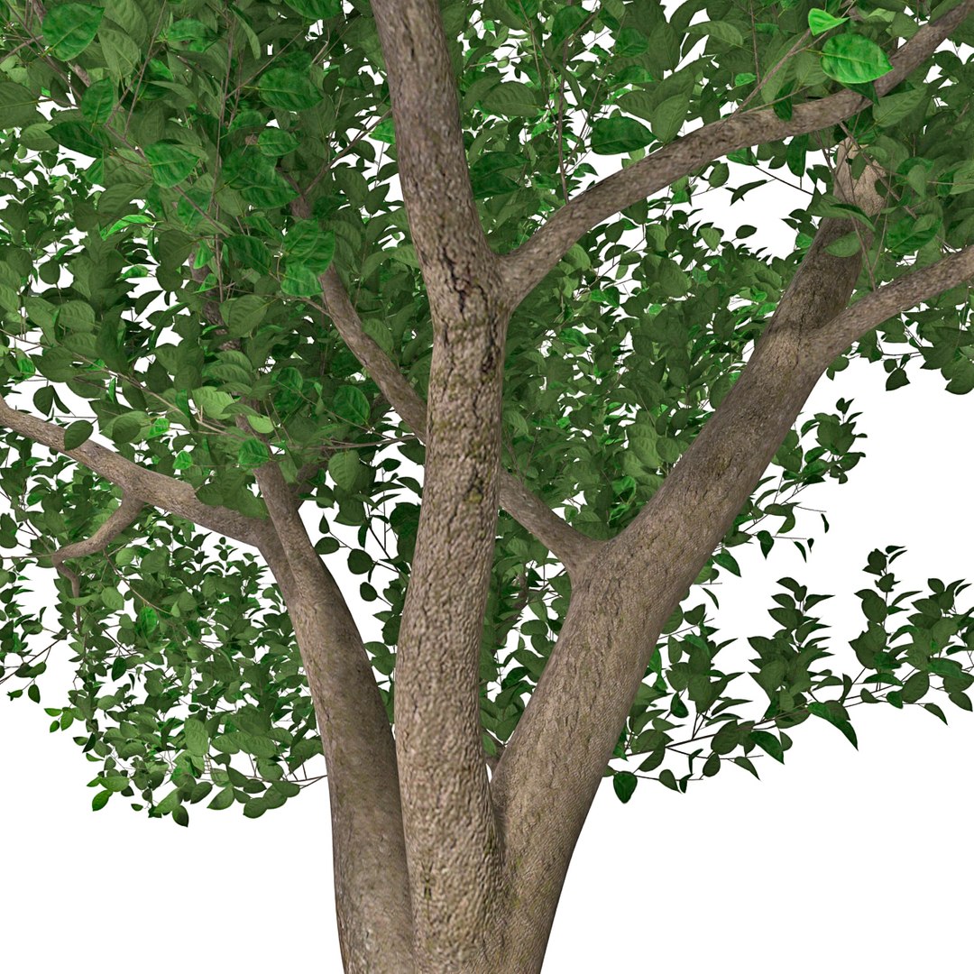apple tree 2 3d model https://p.turbosquid.com/ts-thumb/mc/GKR1HG/W35L4JLE/appletree2_8/jpg/1393377083/1920x1080/fit_q87/b40b25132a94072cb4959419c1a52b15bcb3096d/appletree2_8.jpg