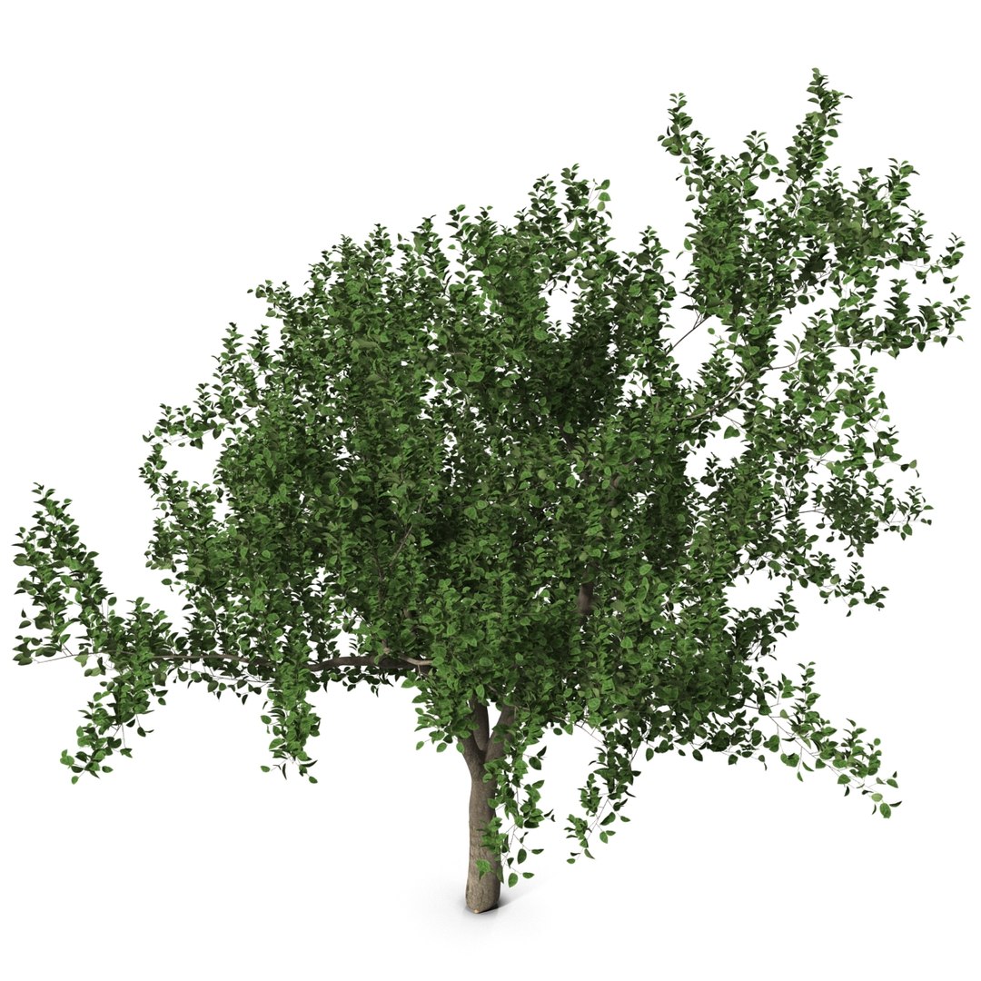apple tree 2 3d model https://p.turbosquid.com/ts-thumb/mc/GKR1HG/XunwDqDv/appletree2_4/jpg/1393377072/1920x1080/fit_q87/15cda4f8ea09057f1f133ea745a1754bc255c622/appletree2_4.jpg