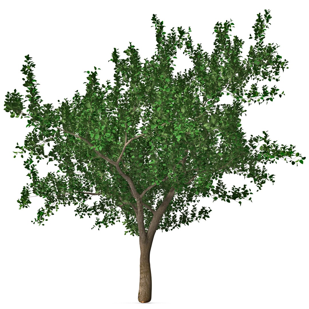 apple tree 2 3d model https://p.turbosquid.com/ts-thumb/mc/GKR1HG/lPSV1pxw/appletree2_5/jpg/1393377075/1920x1080/fit_q87/122f16b4e4153cf8d6d7b0646559dbe9851a000c/appletree2_5.jpg
