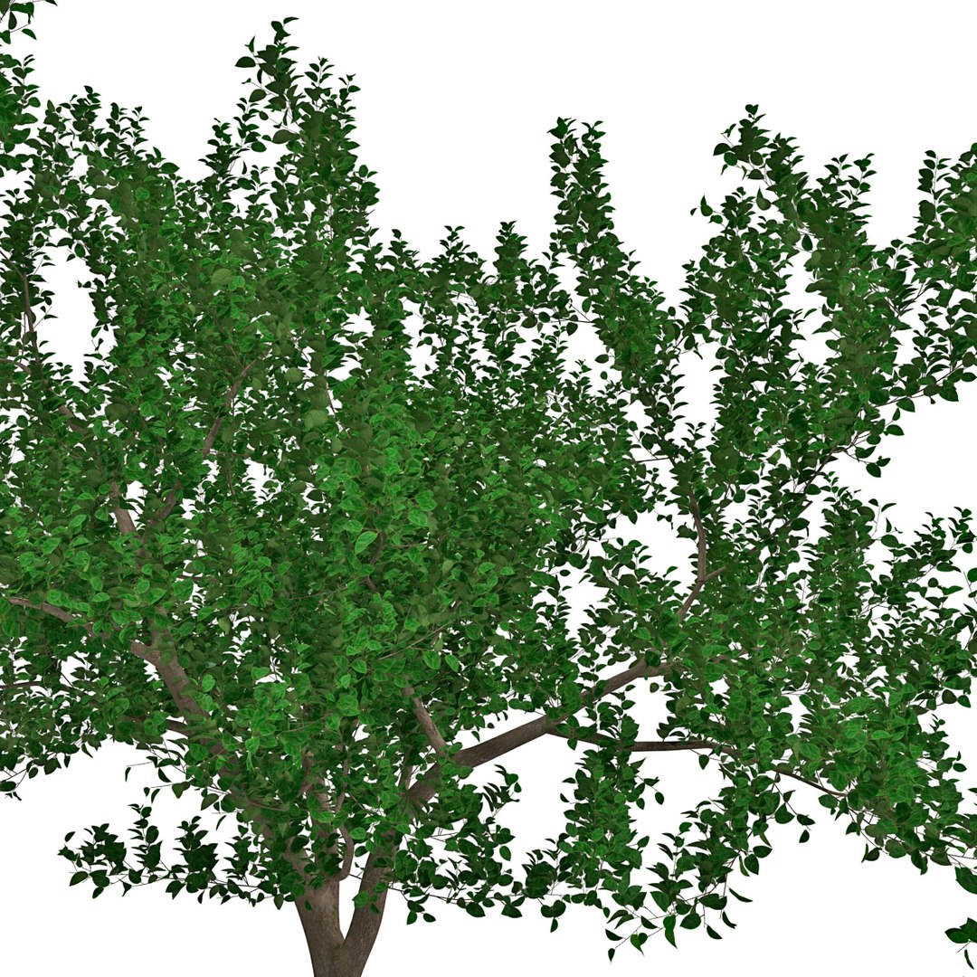 apple tree 2 3d model https://p.turbosquid.com/ts-thumb/mc/GKR1HG/q7X6GjdT/appletree2_11/jpg/1393377094/1920x1080/fit_q87/2353d29ed8ca6ecabe0263268264f823cec1759b/appletree2_11.jpg