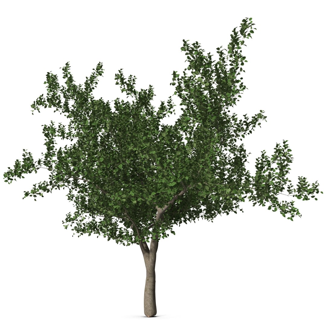 apple tree 2 3d model https://p.turbosquid.com/ts-thumb/mc/GKR1HG/qgan8kSP/appletree2_2/jpg/1393377064/1920x1080/fit_q87/89d2af7ef9b86b9e3fdab0de6ec026463a6db079/appletree2_2.jpg