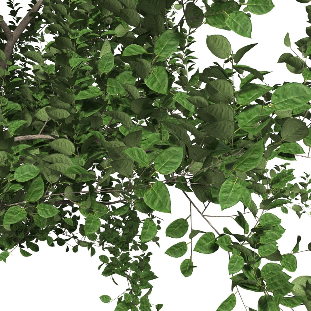 apple tree 2 3d model https://p.turbosquid.com/ts-thumb/mc/GKR1HG/r813gNPT/appletree2_7/jpg/1393377083/1920x1080/fit_q87/714421838af0eef59b39eea41a74b837e11a12f3/appletree2_7.jpg