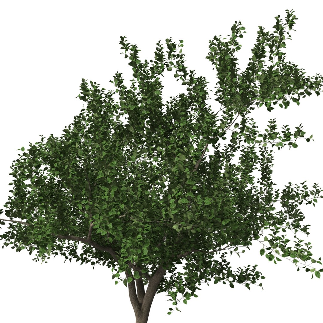 apple tree 2 3d model https://p.turbosquid.com/ts-thumb/mc/GKR1HG/w60H4WRw/appletree2_10/jpg/1393377091/1920x1080/fit_q87/6cd65cfac0852b6616215508405de72401eb2aa7/appletree2_10.jpg