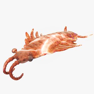 Anomalocaris