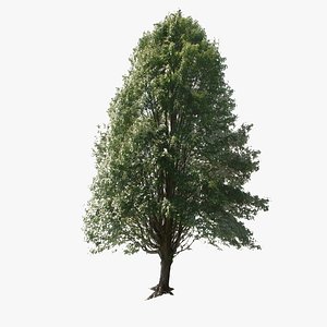 Forest Tree 02 Lowpoly