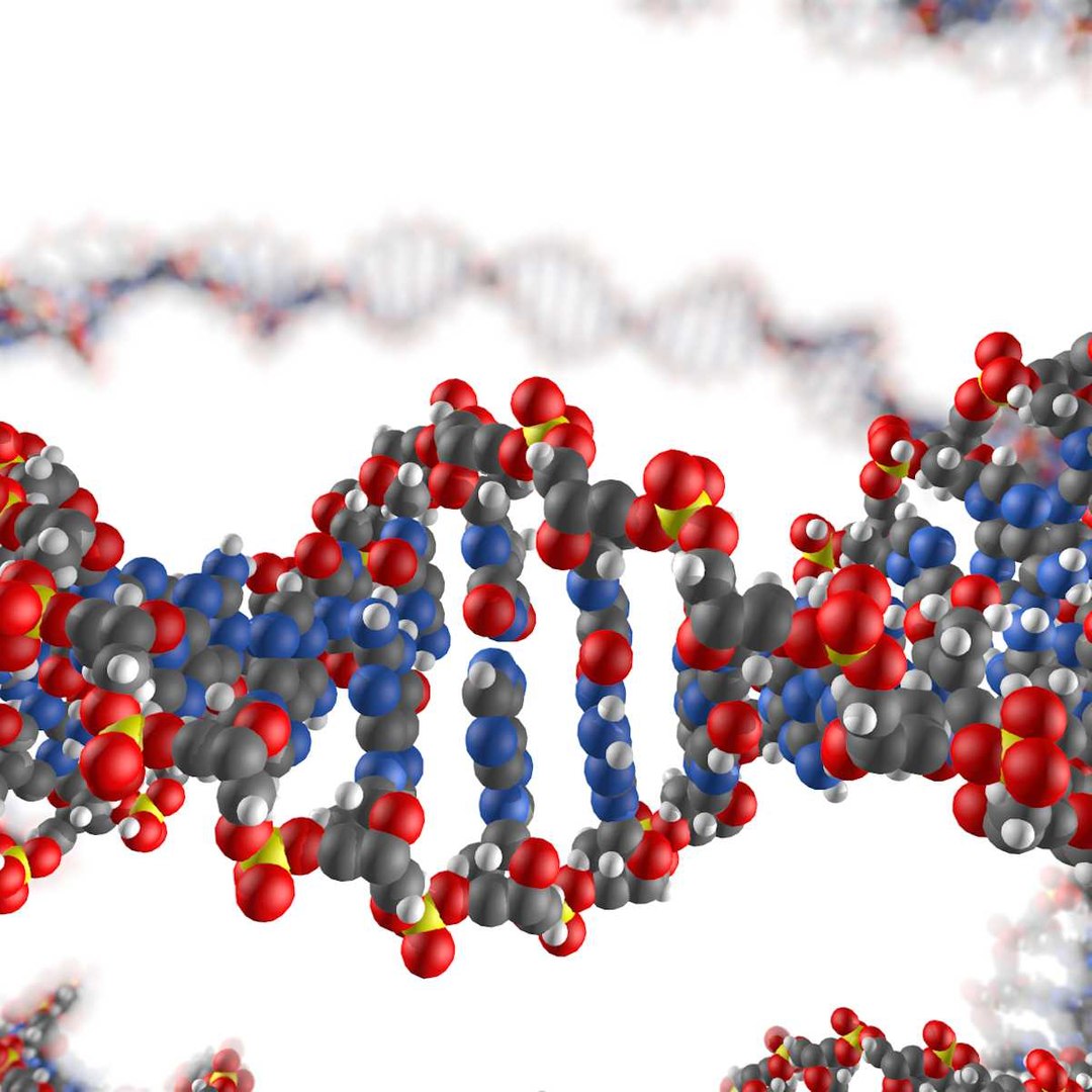 dna adenine c4d https://p.turbosquid.com/ts-thumb/mc/V7FEGI/ozD0ziq8/dnapreviews0073/jpg/1320275962/1920x1080/fit_q87/8ad4e55dda4ce1cc8d0d59d8292363c970c115ec/dnapreviews0073.jpg