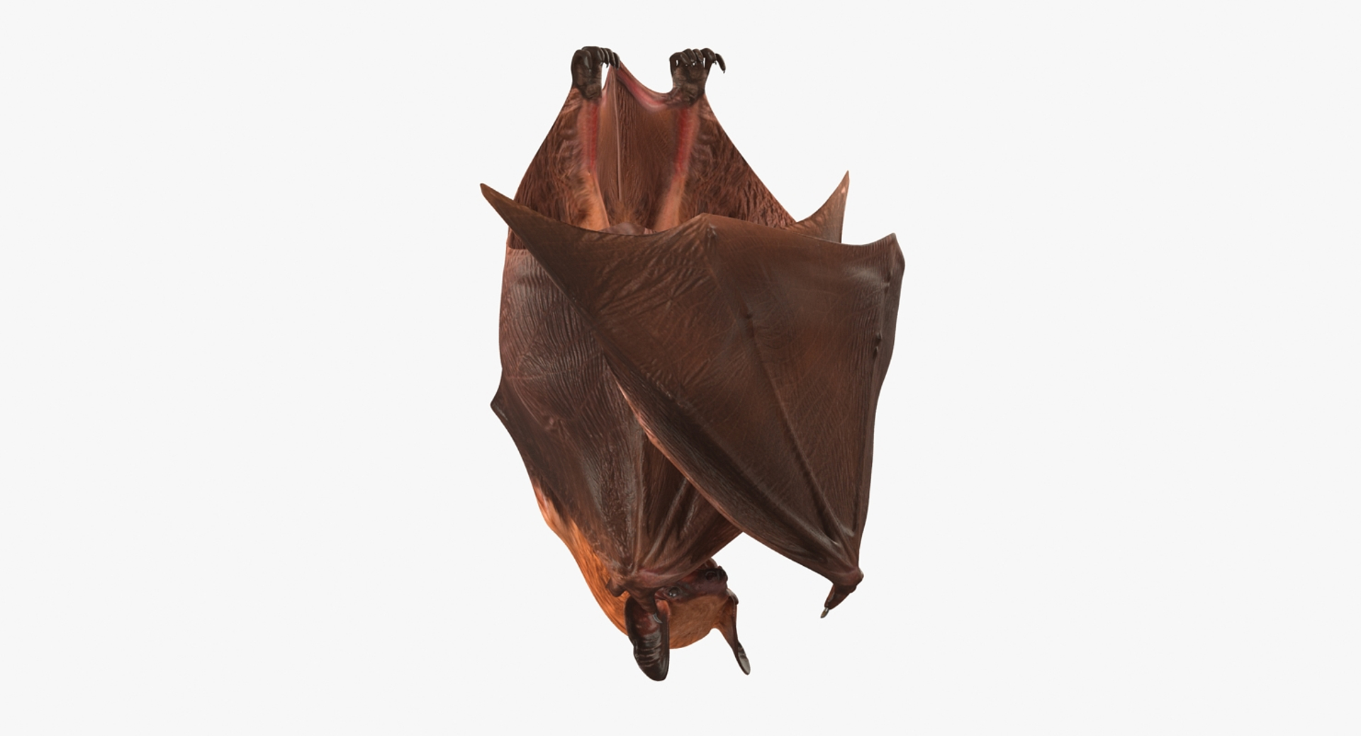 hanging bat 3ds https://p.turbosquid.com/ts-thumb/mc/Z0hx48/08NJ6LeP/hanging_bat_360/jpg/1477311911/1920x1080/turn_fit_q99/b259a9bce94e9a7bb6e477dde56f629ecd618e21/hanging_bat_360-1.jpg