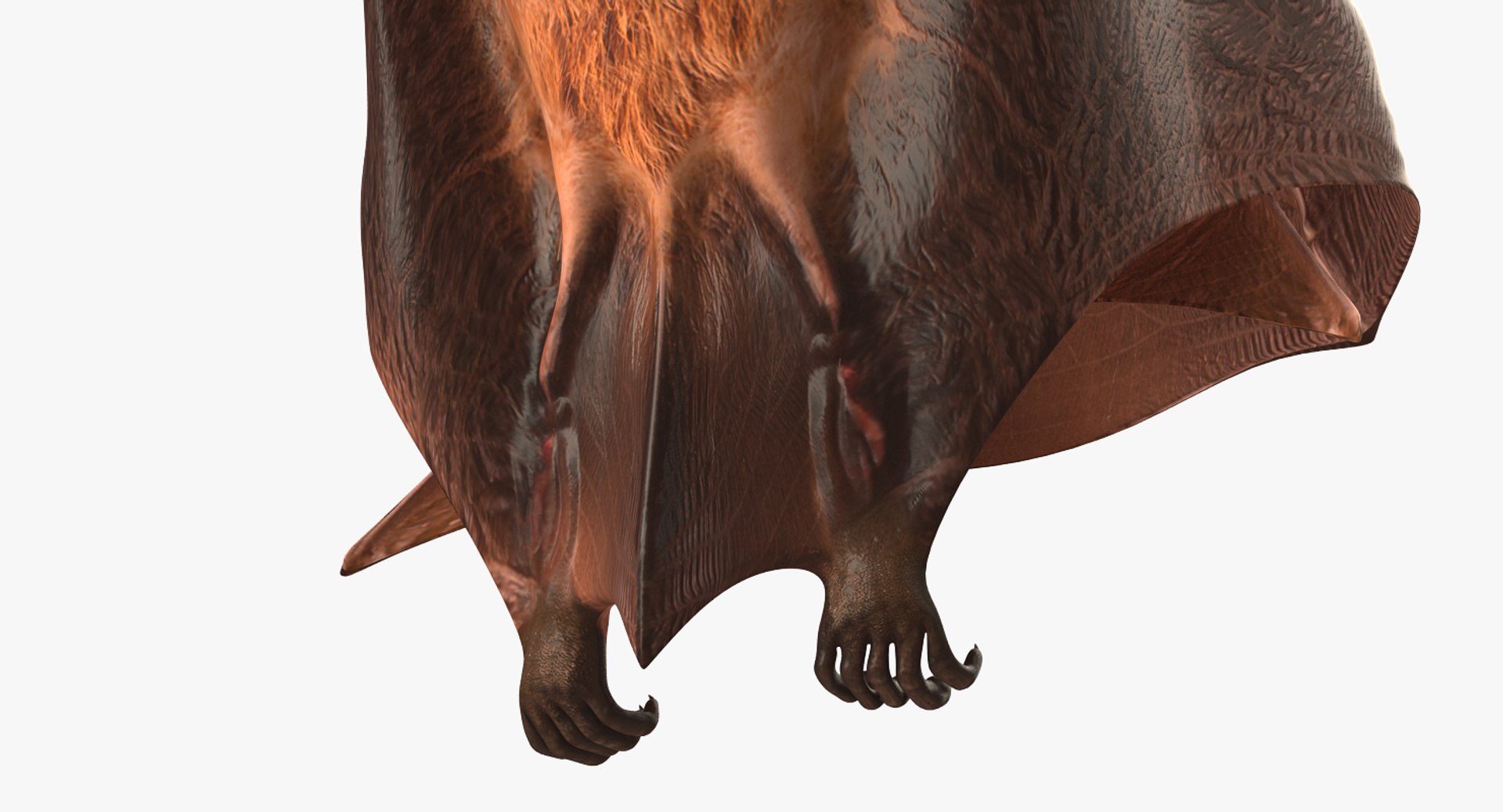 hanging bat 3ds https://p.turbosquid.com/ts-thumb/mc/Z0hx48/BA9L6AMT/hangingbatvray3dmodel009/jpg/1477311972/1920x1080/fit_q87/9c154725ccc76519b8fcd38c5cc994fb59027e2b/hangingbatvray3dmodel009.jpg