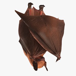 hanging bat 3ds