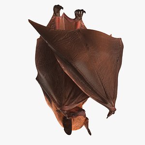Hanging Bat 3D Model