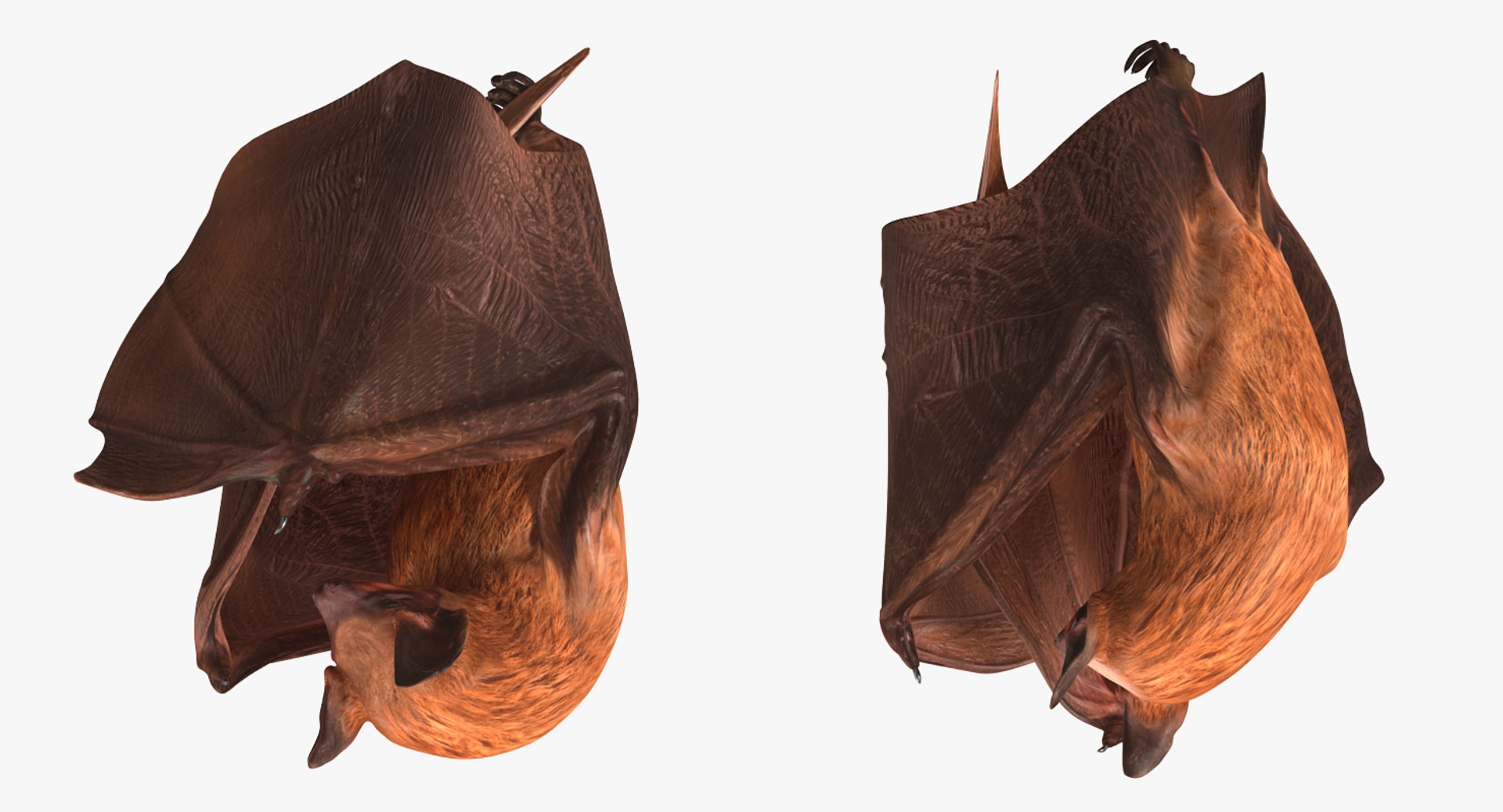 hanging bat 3ds https://p.turbosquid.com/ts-thumb/mc/Z0hx48/TadtSCbT/hangingbatvray3dmodel004/jpg/1477311972/1920x1080/fit_q87/a2cca58e2deb750f487a359947505310ffe39855/hangingbatvray3dmodel004.jpg