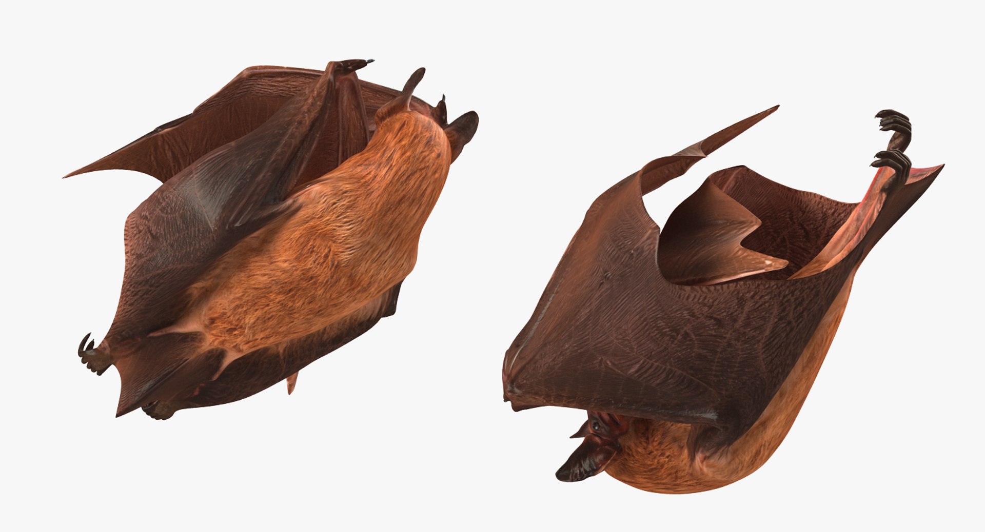 hanging bat 3ds https://p.turbosquid.com/ts-thumb/mc/Z0hx48/cHD65hdT/hangingbatvray3dmodel005/jpg/1477311972/1920x1080/fit_q87/4c33a5a4fda3e55e596cb6b59581f34d43d65aff/hangingbatvray3dmodel005.jpg
