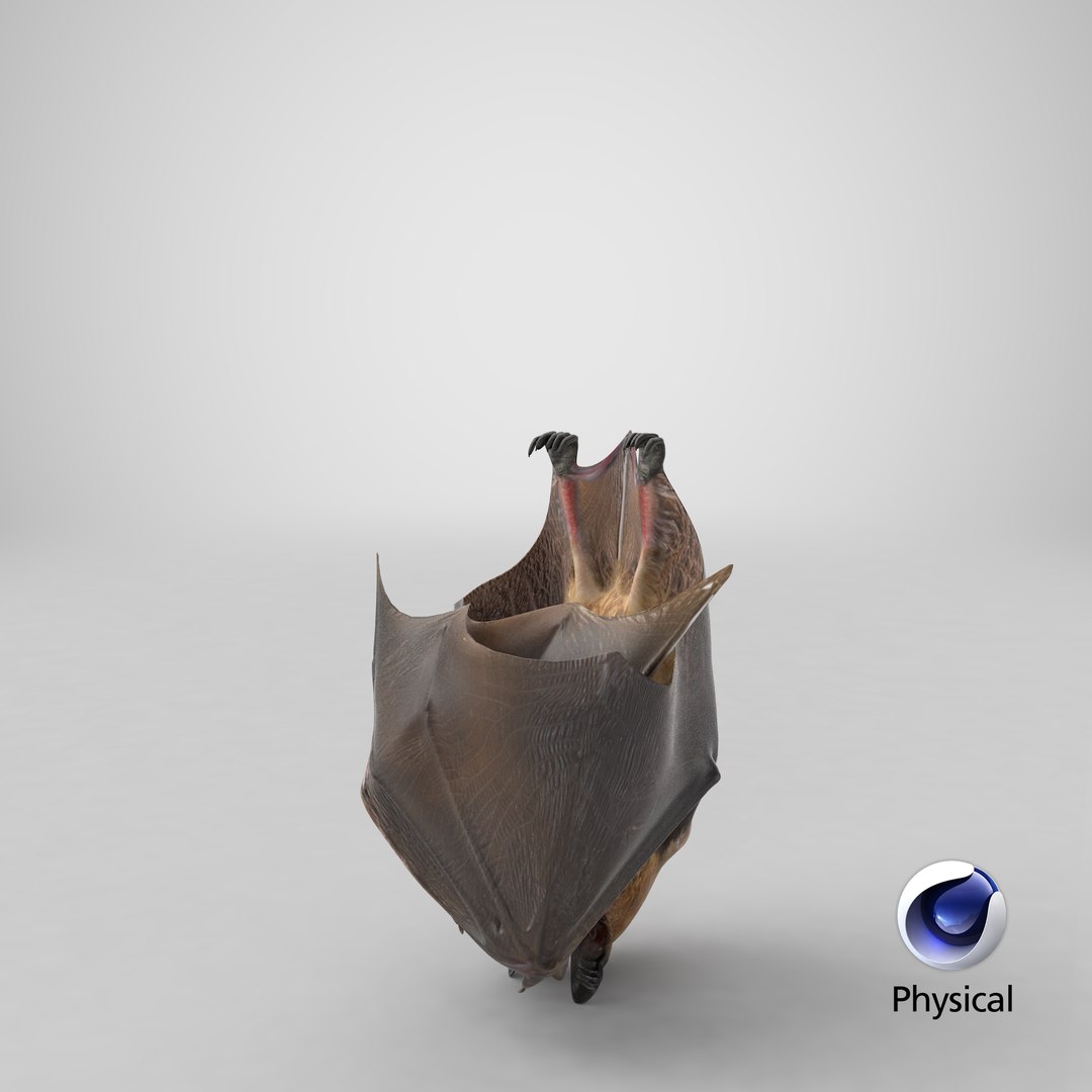 hanging bat 3ds https://p.turbosquid.com/ts-thumb/mc/Z0hx48/hk/stemcell_cinema_4d_physical_render/png/1654244102/1920x1080/fit_q87/b8b31bca0f5a2e601fde0012703165bde27405aa/stemcell_cinema_4d_physical_render.jpg