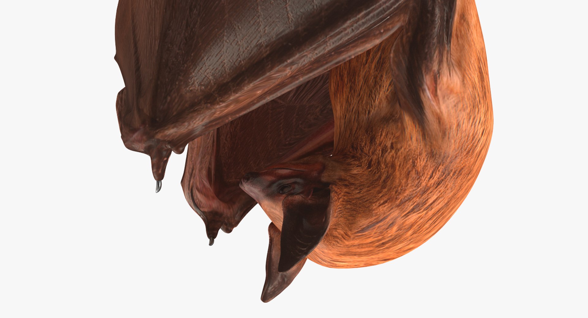 hanging bat 3ds https://p.turbosquid.com/ts-thumb/mc/Z0hx48/wUbq3XXk/hangingbatvray3dmodel006/jpg/1477311972/1920x1080/fit_q87/e1edd72578a46858c62cf8d65569acb91a063671/hangingbatvray3dmodel006.jpg