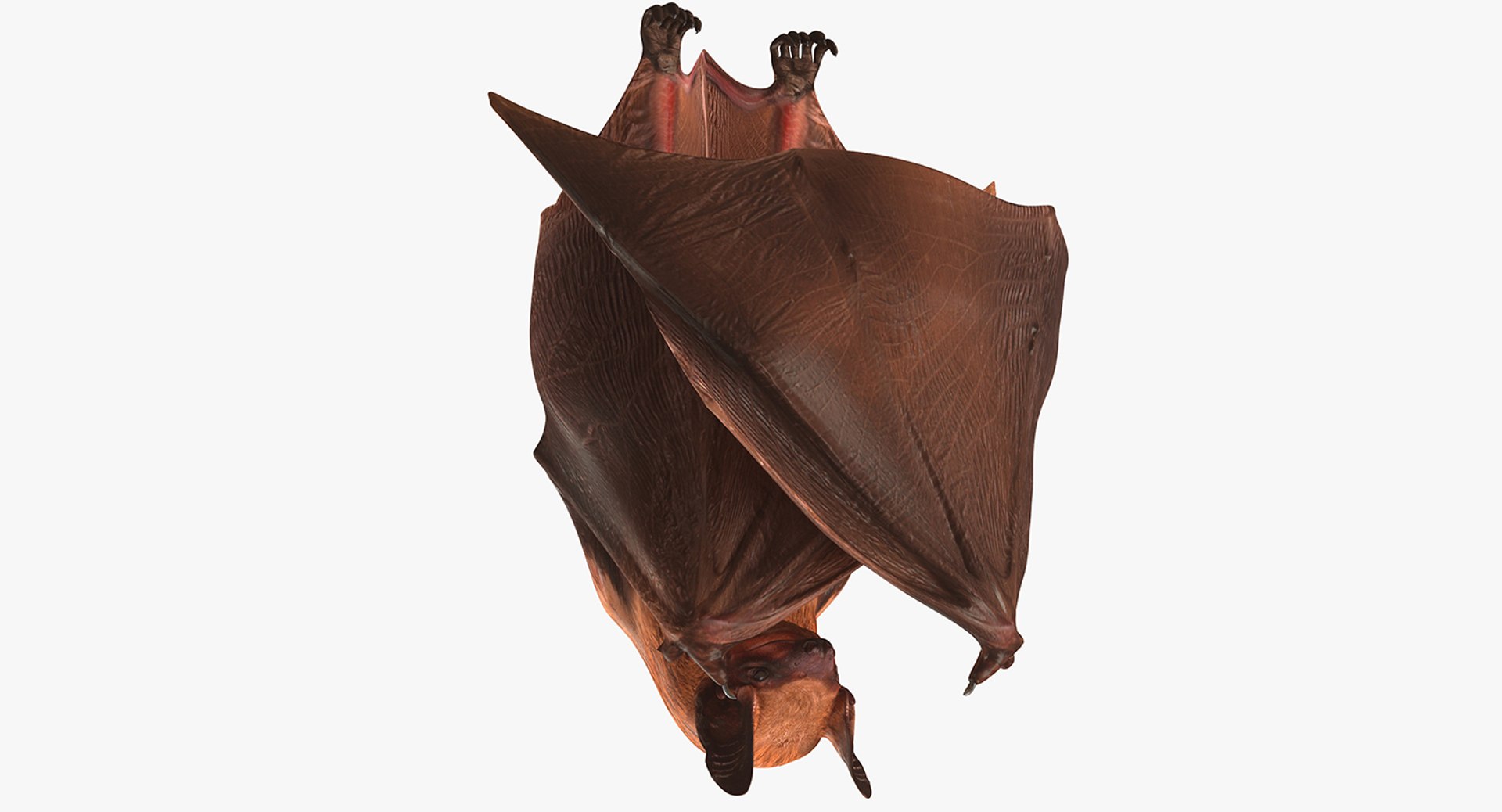 Hanging Bat 3D Model 3D model preview