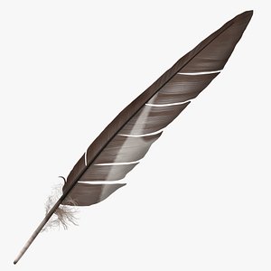 Gull Feather