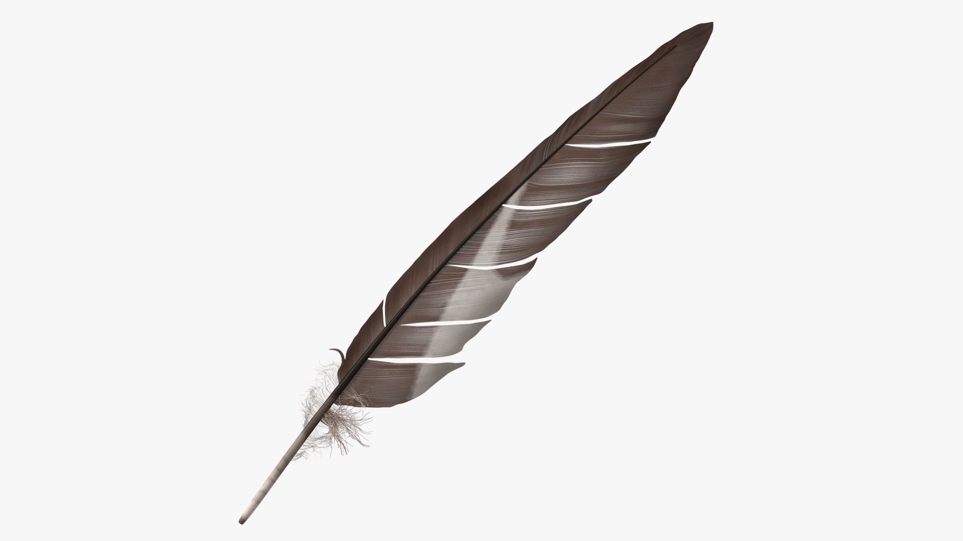 Gull Feather 3D model preview