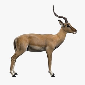 3d impala modeled model
