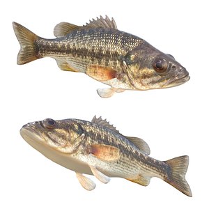 3D Spotted Bass fish