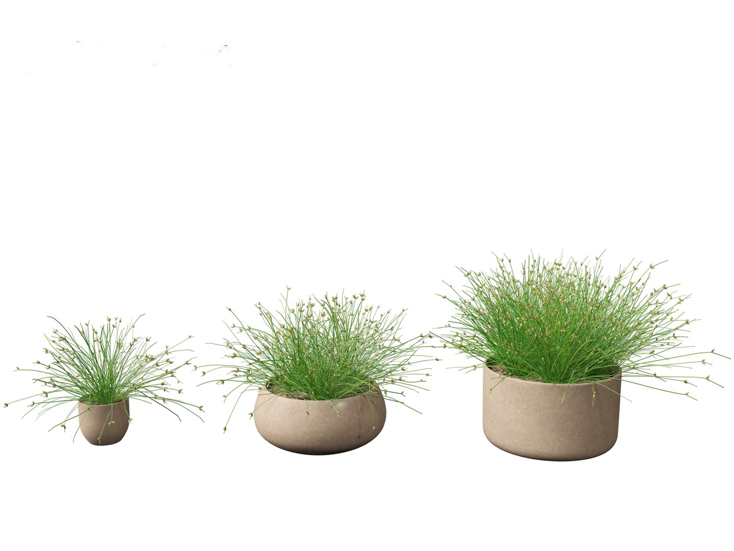 3D Isolepis Cernua - Slender Club-rush Model - TurboSquid 2149450