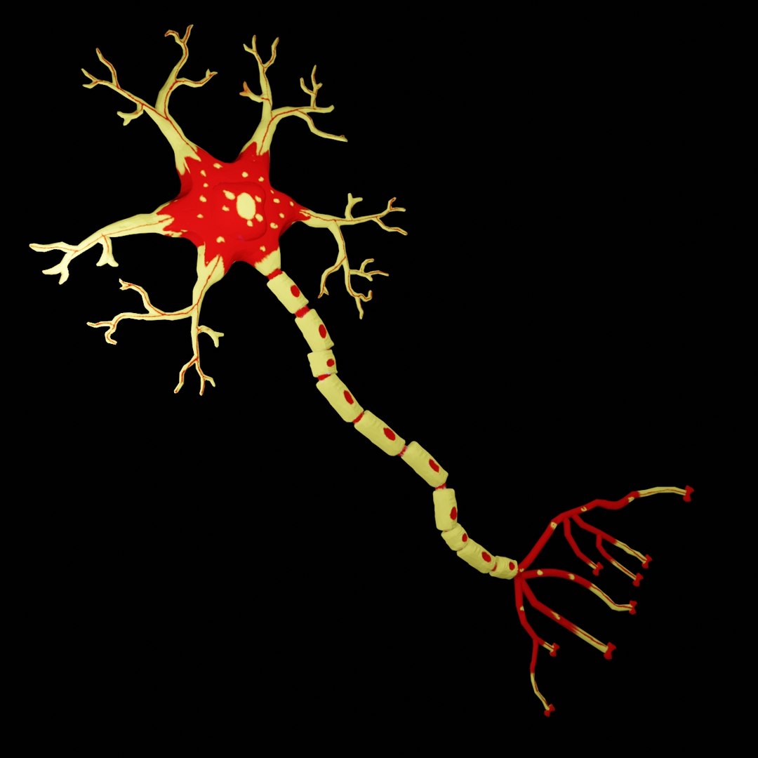 Neuron 3D https://p.turbosquid.com/ts-thumb/mc/kBjXf4/Lp/a1/jpg/1647893231/1920x1080/fit_q87/c14d8d2fd8a943309929dfee028162625eb8cdf9/a1.jpg
