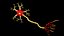 Neuron 3D