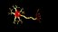 Neuron 3D