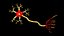 Neuron 3D