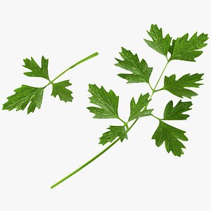 3D Parsley