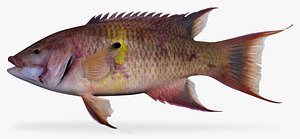3d mexican hogfish model