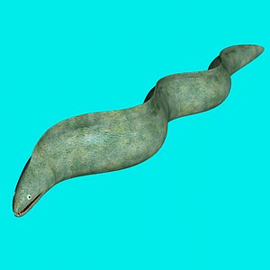 eel_c4d