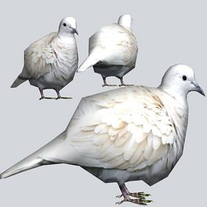 3d model eurasian collared dove