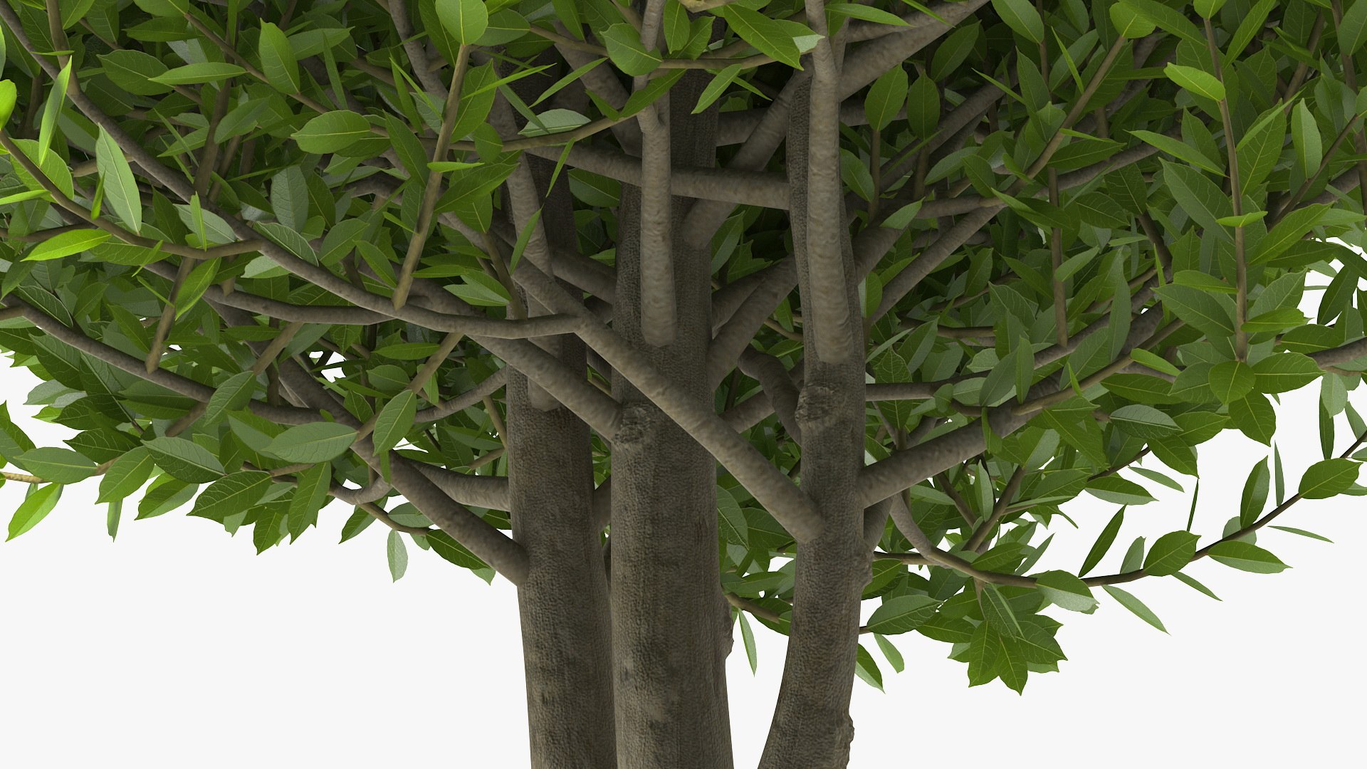 Sweet Bay Laurel Plant 3D model https://p.turbosquid.com/ts-thumb/md/MBbhts/60/sweet_bay_laurel_tree_012/jpg/1776440486/1920x1080/fit_q87/cf4bd138d1d68cde82da03e83bdd613dba0e7748/sweet_bay_laurel_tree_012.jpg